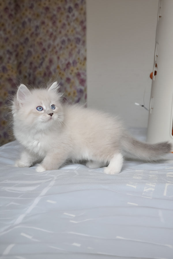 Fluffy white siberian kitten felix with striking blue eyes from zhulen siberian kitten collection
