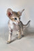 Felix | Oriental Shorthair Kitten