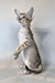 Felix | Oriental Shorthair Kitten