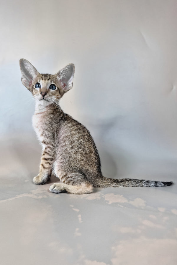 Felix | Oriental Shorthair Kitten