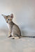 Felix | Oriental Shorthair Kitten