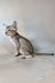 Felix | Oriental Shorthair Kitten