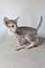 Felix | Oriental Shorthair Kitten