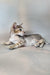 Felix | Oriental Shorthair Kitten
