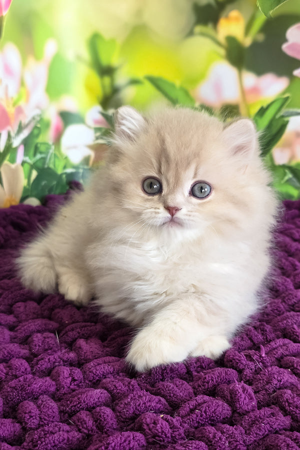 Felix | British Longhair Kitten