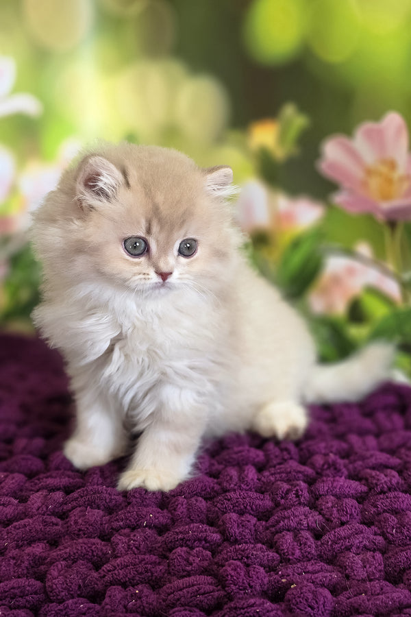 Felix | British Longhair Kitten