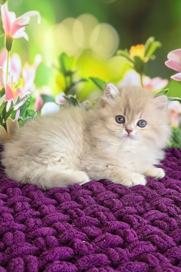 Felix | British Longhair Kitten