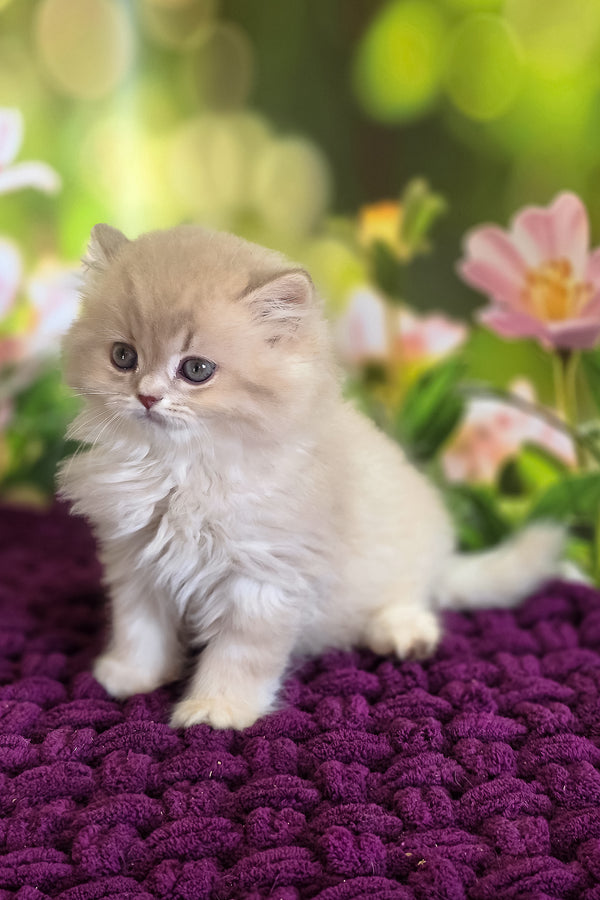Felix | British Longhair Kitten