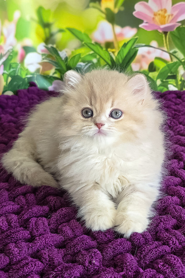 Felix | British Longhair Kitten