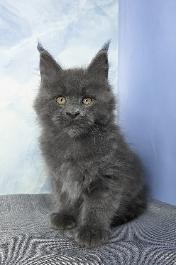 Felix | Maine Coon Kitten