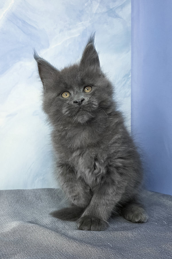 Felix | Maine Coon Kitten
