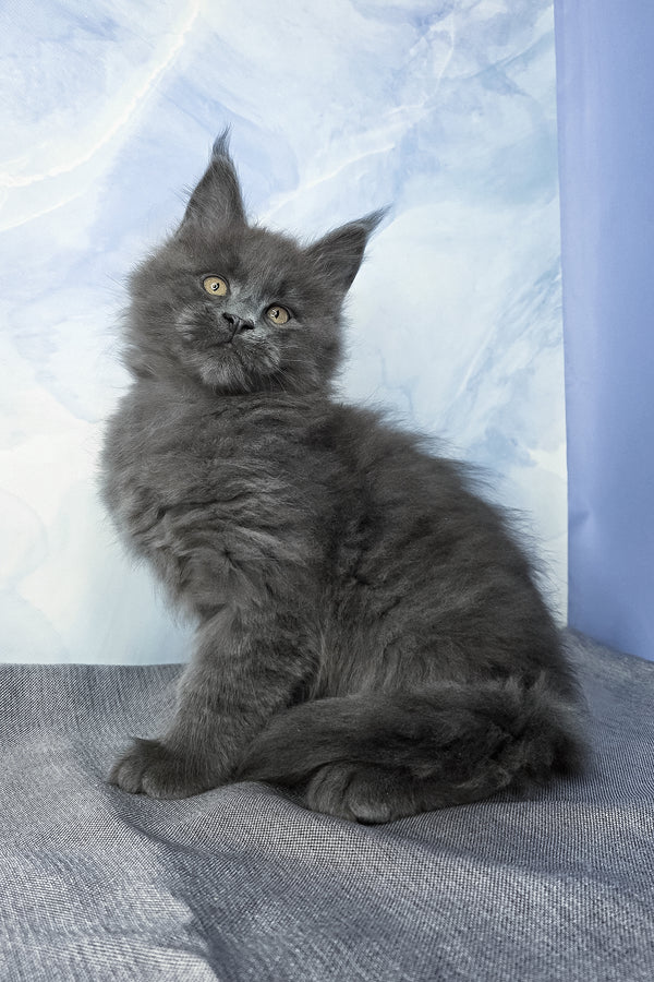 Felix | Maine Coon Kitten