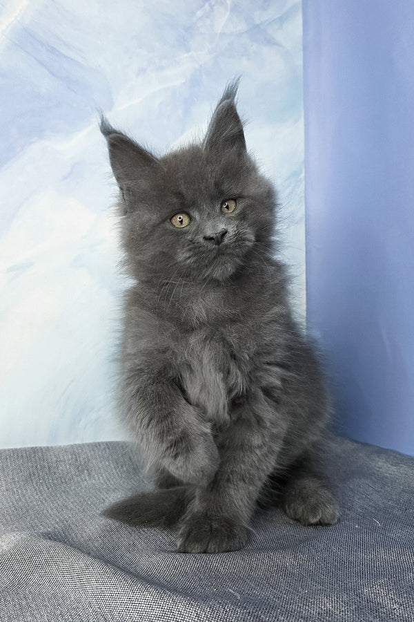 Felix | Maine Coon Kitten