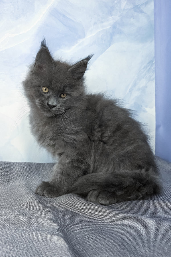 Felix | Maine Coon Kitten