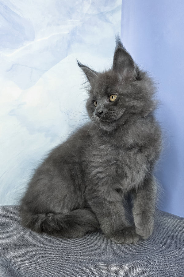 Felix | Maine Coon Kitten