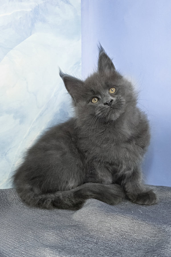 Felix | Maine Coon Kitten