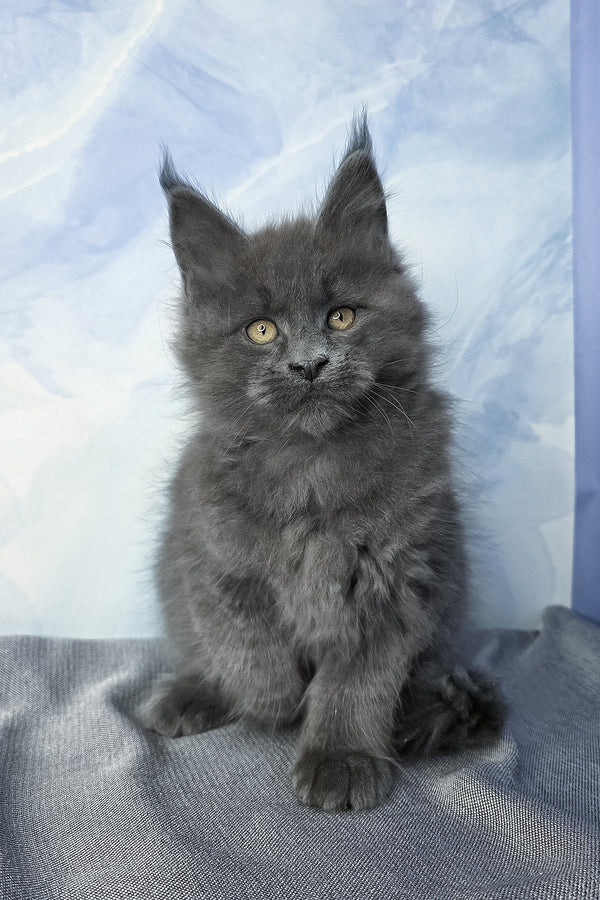 Felix | Maine Coon Kitten