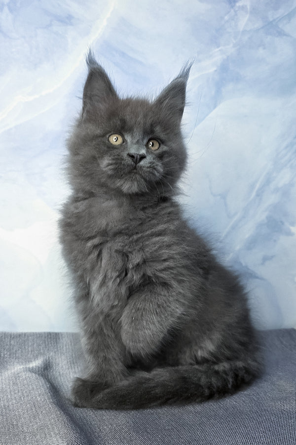 Felix | Maine Coon Kitten