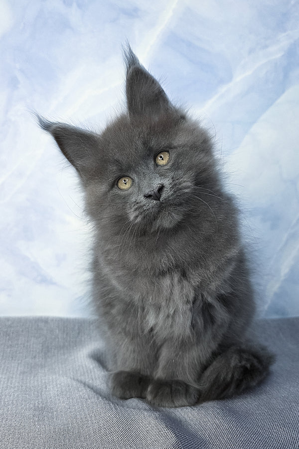 Felix | Maine Coon Kitten