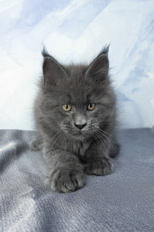 Felix | Maine Coon Kitten