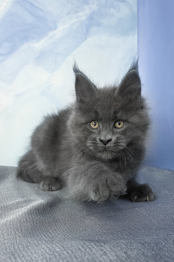 Felix | Maine Coon Kitten