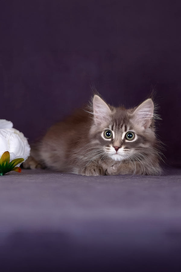 Fellix | Siberian Kitten