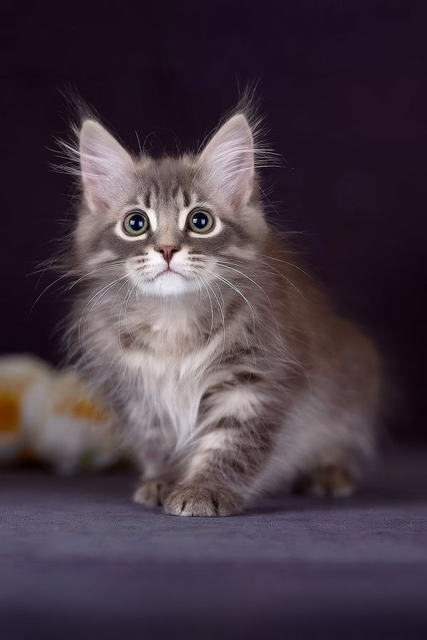 Fellix | Siberian Kitten
