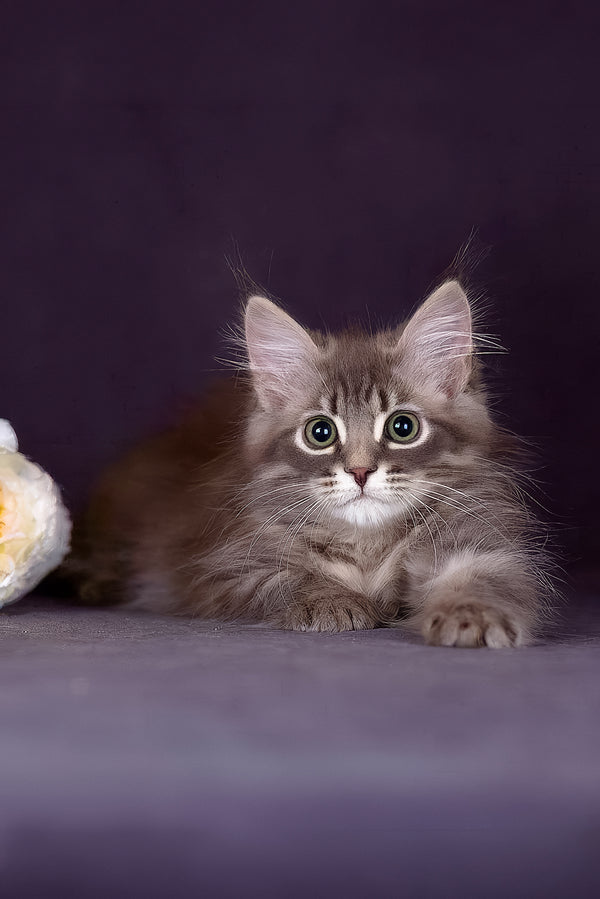 Fellix | Siberian Kitten