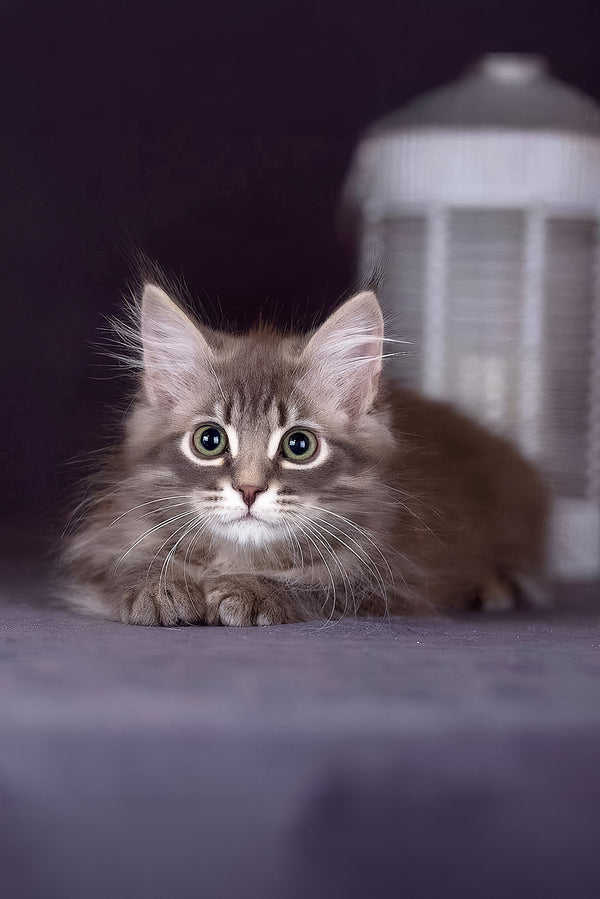 Fellix | Siberian Kitten