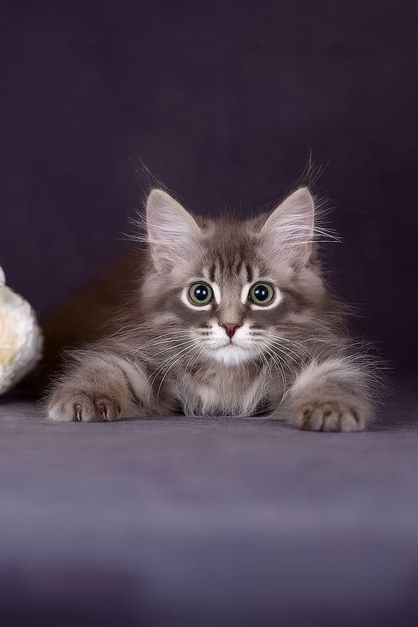 Fellix | Siberian Kitten