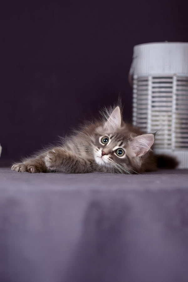 Fellix | Siberian Kitten