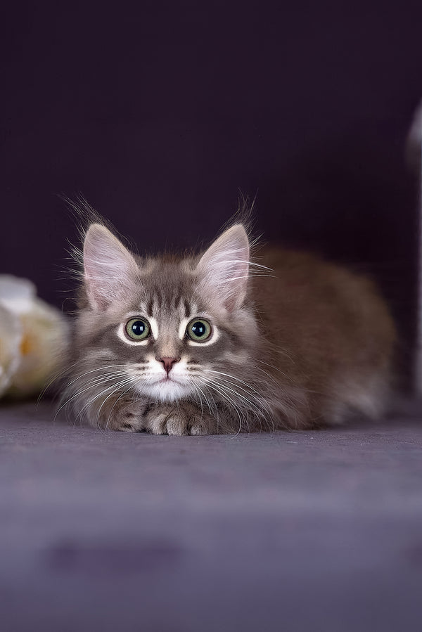 Fellix | Siberian Kitten