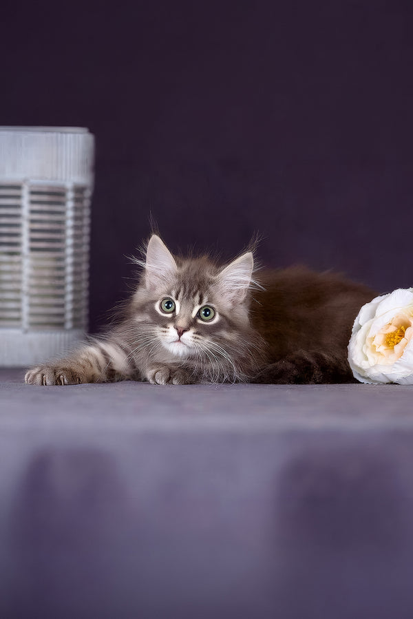 Fellix | Siberian Kitten