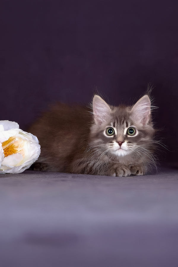 Fellix | Siberian Kitten