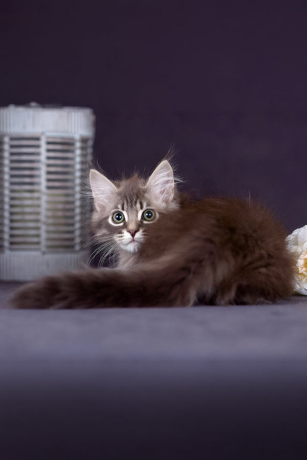 Fellix | Siberian Kitten
