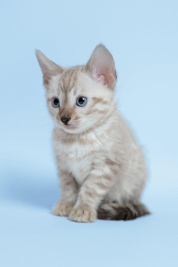 Emma | Bengal Kitten