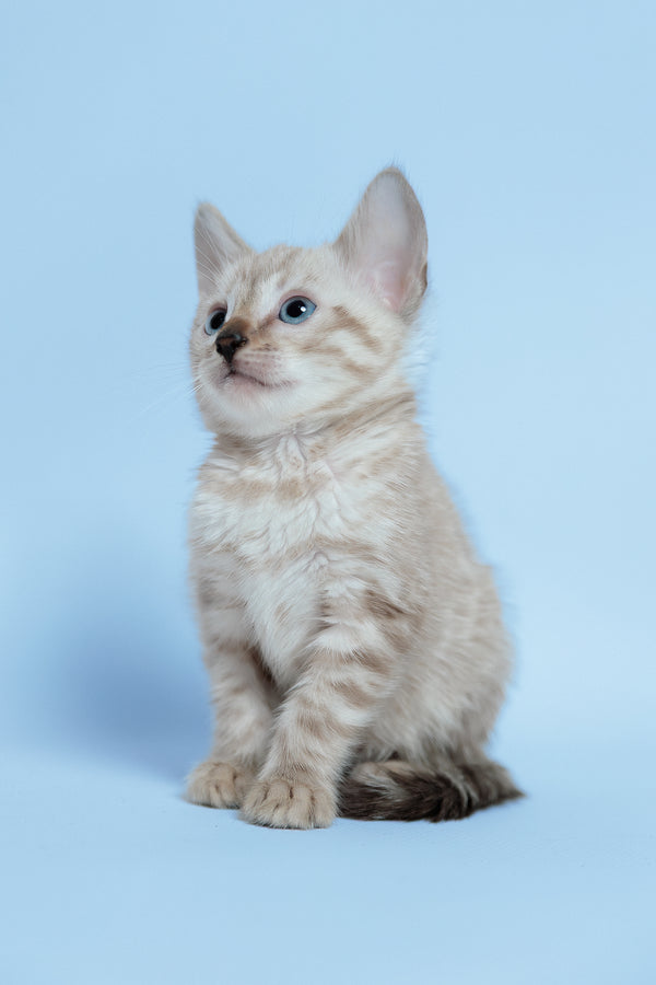 Emma | Bengal Kitten