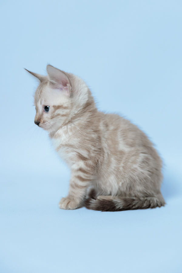 Emma | Bengal Kitten