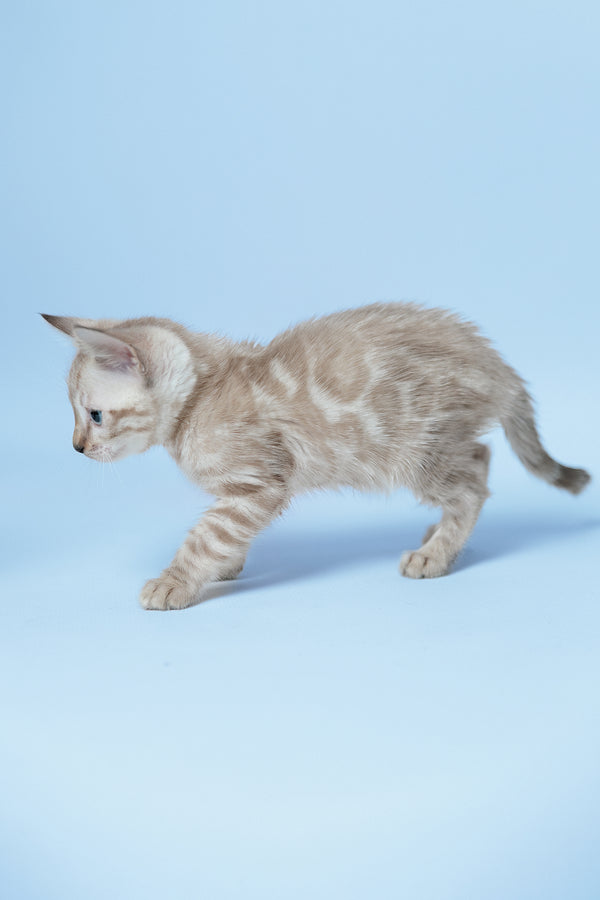 Emma | Bengal Kitten