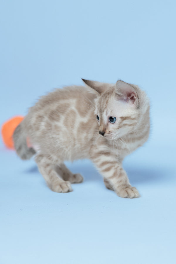 Emma | Bengal Kitten