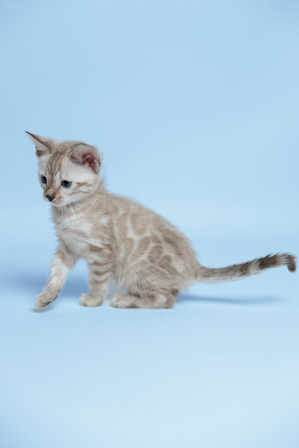 Emma | Bengal Kitten