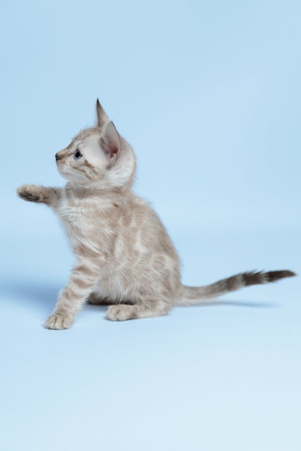 Emma | Bengal Kitten