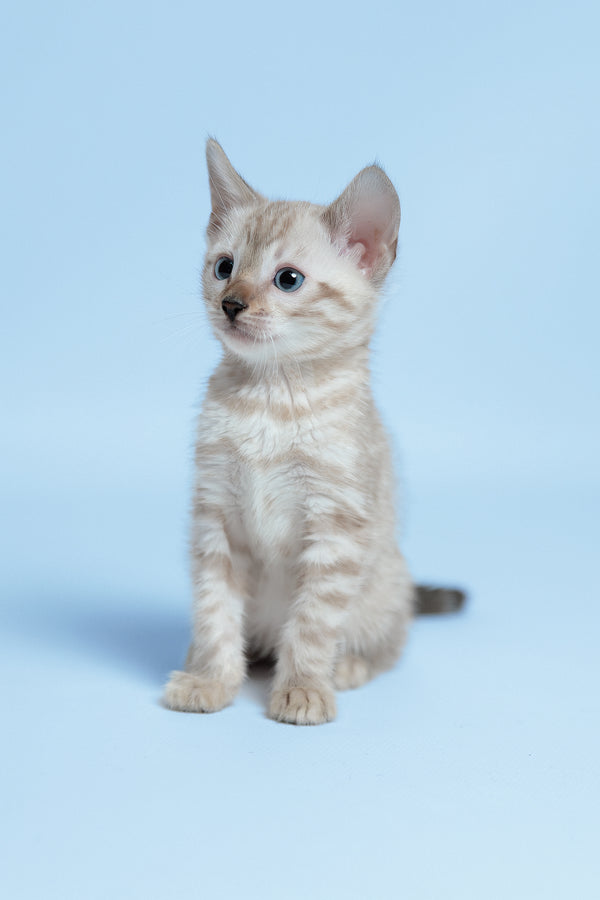 Emma | Bengal Kitten