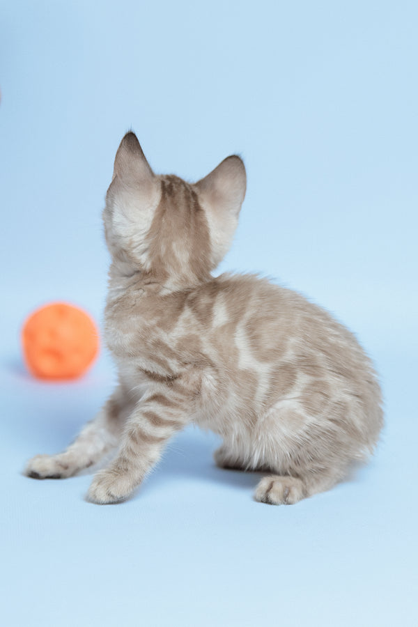 Emma | Bengal Kitten