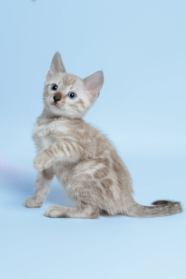 Emma | Bengal Kitten