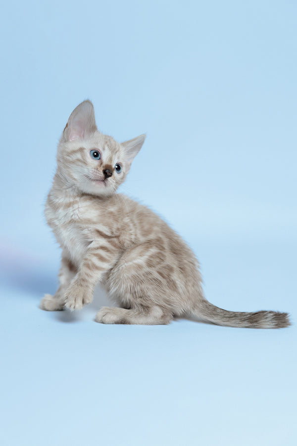 Emma | Bengal Kitten