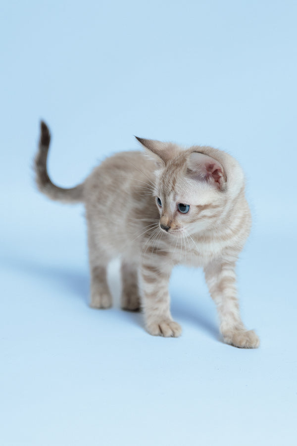 Emma | Bengal Kitten