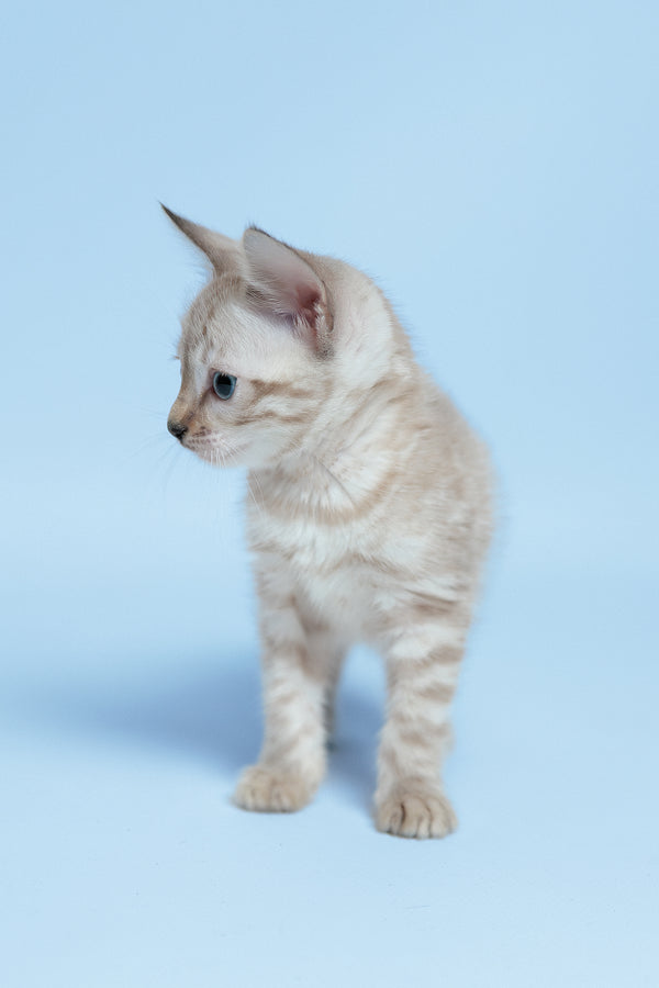 Emma | Bengal Kitten