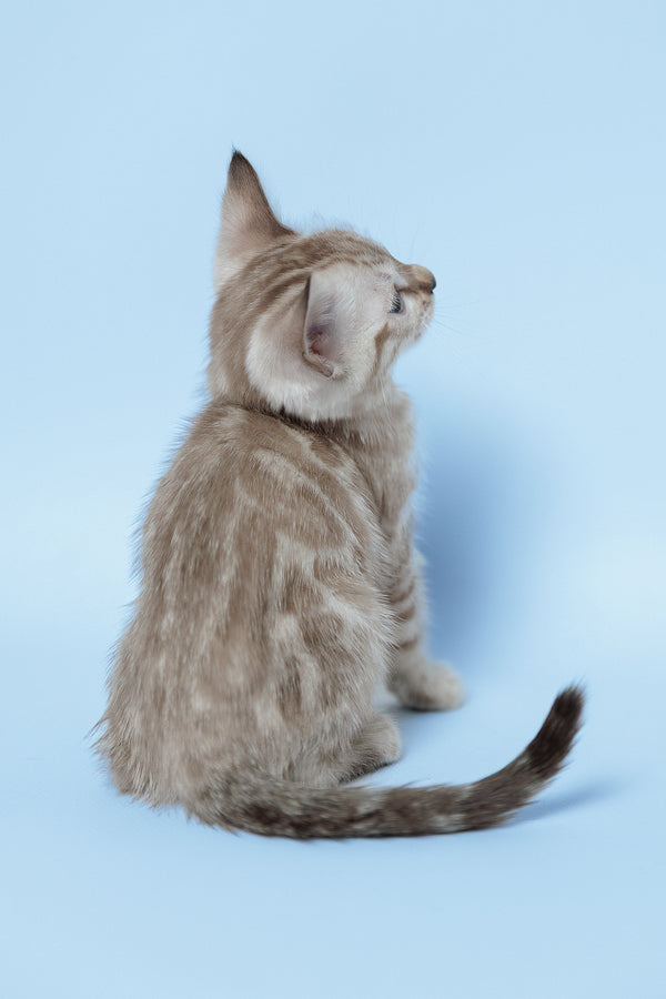 Emma | Bengal Kitten