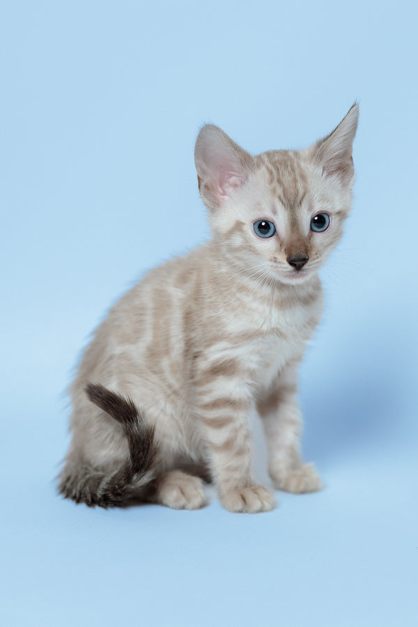 Emma | Bengal Kitten